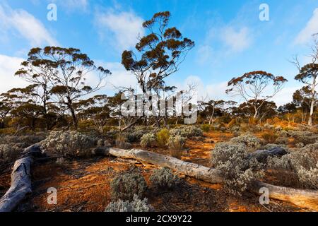 Australia Outback macchia terra, Norseman, Australia occidentale Foto Stock