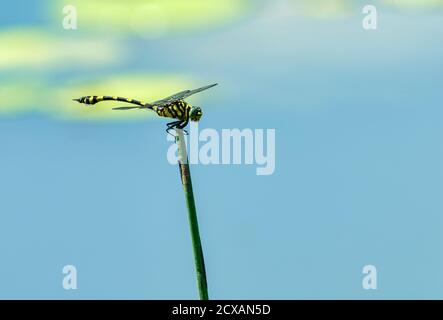 Un dragonfly australiano maturo della tigre poggia su un gambo di canna su un grande buco d'acqua nel paese del golfo del Queensland dell'Australia - Ictinogomphus australis. Foto Stock