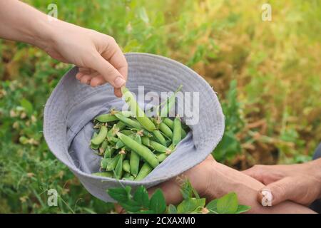 Persone con piselli verdi maturi freschi in giardino Foto Stock