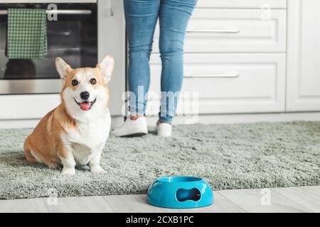 Carino cane corgi vicino alla ciotola di cibo in cucina Foto Stock