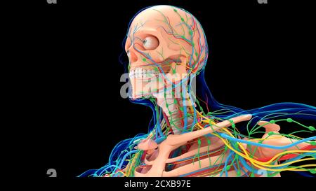 Anatomia umana dello scheletro con sistema circolatorio e polmoni per uso medico Illustrazione 3D concettuale Foto Stock
