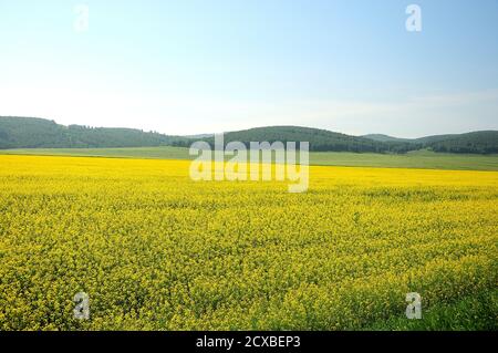 Campi infiniti seminato con grano saraceno con fiori gialli in fiore, sdraiati sotto il cielo nuvoloso estivo. Khakassia, Sud Siberia, Russia. Foto Stock