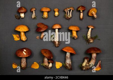 Lo sfondo è da funghi commestibili di bosco appena raccolti. Disposizione in tre righe. Su un substrato grigio scuro opaco. Foto Stock