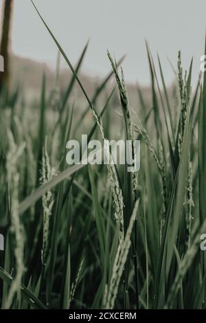 Spighe di grano nel campo Foto Stock