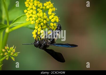 Una Scoliid Wasp a doppia banda (Scolia bicincta) funziona su pollinazione giallo in fiore durante l'estate. Raleigh, Carolina del Nord. Foto Stock