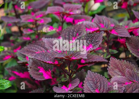 Foglie bautyful, foglie multicolore rosa, viola e verde foglie di colore crescente in giardino Foto Stock