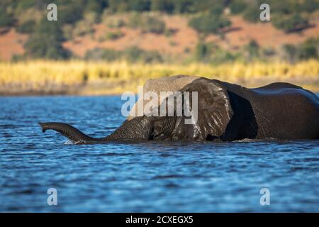 Elefante che nuota nel fiume Chobe in Botswana nel pomeriggio dorato leggero Foto Stock