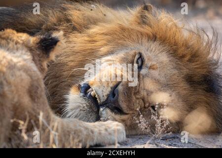 Primo piano su una faccia di leone maschio che si snarling a Piccolo cucciolo di leone a Kruger Park in Sud Africa Foto Stock