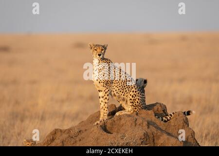 La madre di ghepardo ed i suoi due ghepardi del bambino che si siedono su un Il tumulo di termite si trova nel mezzo delle pianure di Serengeti in Tanzania Foto Stock