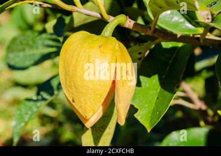 Mountain Soursop Blossom Foto Stock