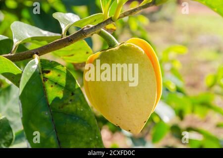 Lato di montagna Soursop Blossom Foto Stock