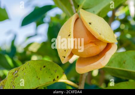 Interno di Mountain Soursop Blossom Foto Stock