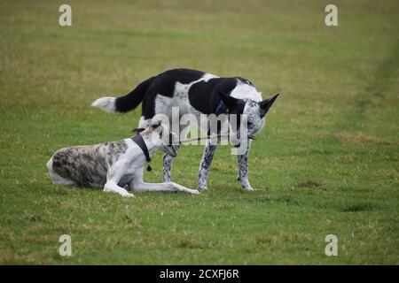 Cani nel parco Foto Stock