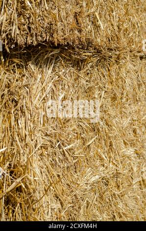 Consistenza della paglia secca in balle rettangolari. Primo piano di balle rettangolari di paglia. Sfondo multitasking naturale. Agricoltura e agronomia. Foto Stock