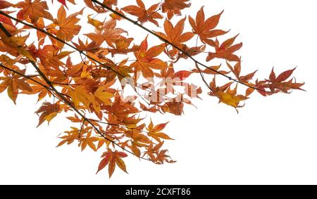 Ramo di foglie di acero autunno isolato su sfondo bianco con tracciato di ritaglio Foto Stock