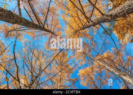 Guardando in alto i pini nella foresta d'autunno con il giallo e foglie rosse fogliame Foto Stock