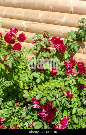 Un grande cespuglio di rose rosse cresce vicino ad un muro di legno nel cortile. Foto Stock
