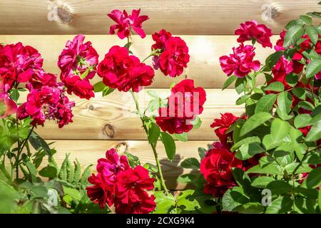 Un grande cespuglio di rose rosse cresce vicino ad un muro di legno nel cortile. Foto Stock