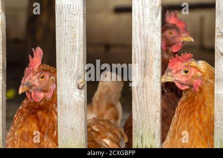 Galline ovaiole domestiche camminano nel paddock nel cortile. Foto Stock