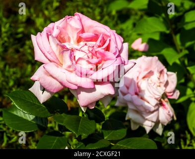 Un cespuglio di rose rosa nel cortile da vicino. Foto Stock