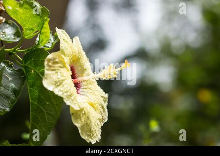 Primo piano di rana d'acqua su giallo Hibiscus rosa-sinensis Foto Stock