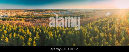 Vista aerea di alberi decidui senza foglie di Foliage e Green Pine Forest in Paesaggio durante il tramonto in primavera. Vista dall'alto dall'atteggiamento. Drone Foto Stock