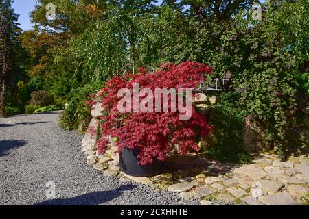 Bel giardino giapponese, alberi meravigliosi, piante, acqua e pietre in una giornata estiva. Foto Stock
