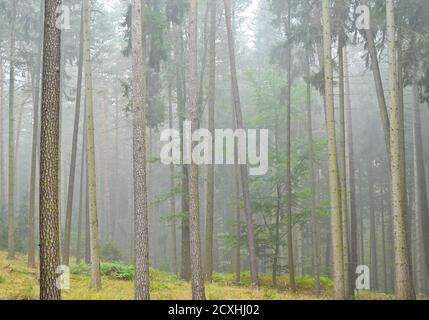 01 ottobre 2020, Brandeburgo, Sieversdorf: La nebbia mattutina si muove attraverso una foresta mista nel distretto (Oder-Spree). Foto: Patrick Pleul/dpa-Zentralbild/ZB Foto Stock