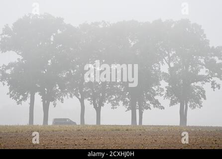 01 ottobre 2020, Brandeburgo, Sieversdorf: La nebbia mattutina vela il paesaggio con un viale nel quartiere (Oder-Spree). Foto: Patrick Pleul/dpa-Zentralbild/ZB Foto Stock