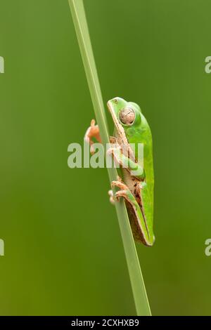 Pithecopus hypocondrialis, la rana di scimmia con zampe arancioni settentrionale, è una specie di rana della famiglia Phyllomedudusidae Foto Stock