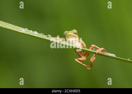 Pithecopus hypocondrialis, la rana di scimmia con zampe arancioni settentrionale, è una specie di rana della famiglia Phyllomedudusidae Foto Stock