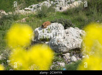 Roccia hyrax (Procavia capensis) che riposa su una roccia all'aperto Foto Stock