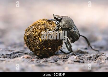 Coleottero sterco lotta in salita con palla. Corsica, Francia Foto Stock