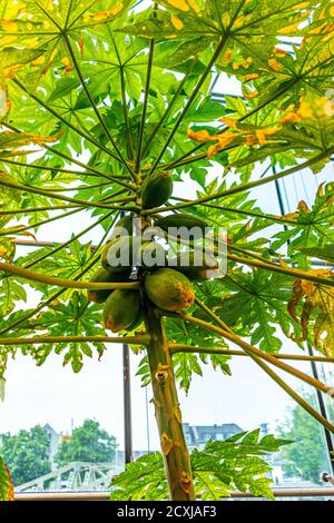 Immagine verticale ad angolo basso di noci di cocco verdi non mature che crescono su un albero Foto Stock