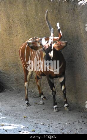 Los Angeles, California, USA 24 settembre 2020 UNA visione generale dell'atmosfera di Mountain Bongo allo Zoo di Los Angeles il 24 settembre 2020 a Los Angeles, California, USA. Foto di Barry King/Alamy Stock foto Foto Stock