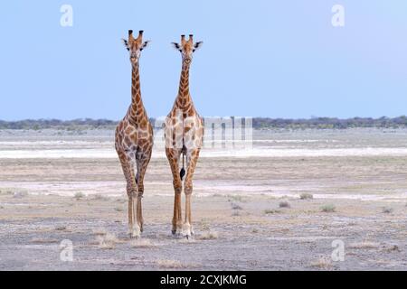 Giraffe, Giraffa, due giraffe sono in piedi nella salina nel Parco Nazionale di Etosha e guardare direttamente nella macchina fotografica. Namibia, Africa. Foto Stock