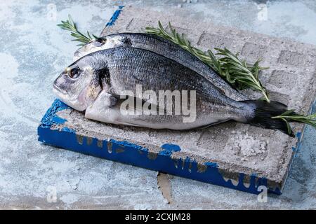 Due pesce orata crudo pronto per cucinare con erbe di rosmarino su tavola di cemento su fondo testurizzato blu. Foto Stock