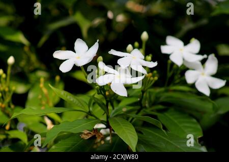 Circondato da foglie verdi, un mazzo di fiori di rimorchiatore Foto Stock