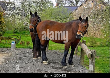 Cob Normand progetto cavallo di razza francese Foto Stock