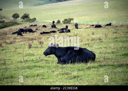 Bestiame che riposa al sole nella campagna inglese Foto Stock