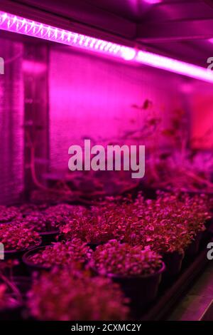 Fattoria coperta per la coltivazione di microgreni. Contenitori con piante giovani in luce artificiale verticale Foto Stock