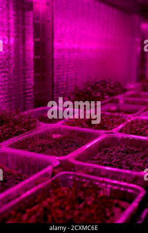 Fattoria al coperto di microsverde con luce artificiale. Contenitori di plastica con micrograni giovani e semi germogliati spazio copia Foto Stock