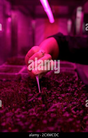 Fattoria al coperto di microsverde biologico con luce artificiale. Uomo mano che raccoglie le piante giovani con la pinza copia spazio Foto Stock