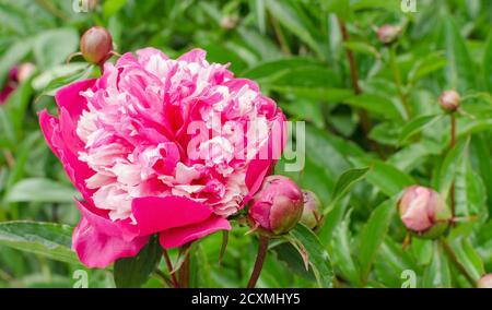 Bella peonia cinese - Paeonia lactiflora 'Celebrity'. Foto Stock