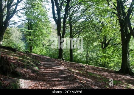 Intorno al Regno Unito - sentiero e viste intorno Anglezarke Reservoir, vicino Belmont Foto Stock