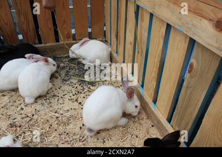 tre o quattro conigli bianchi o macchiati sono seduti dentro una gabbia di legno mangiare Foto Stock