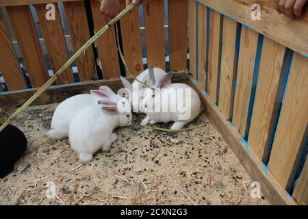 tre o quattro conigli bianchi o macchiati sono seduti dentro una gabbia di legno mangiare Foto Stock