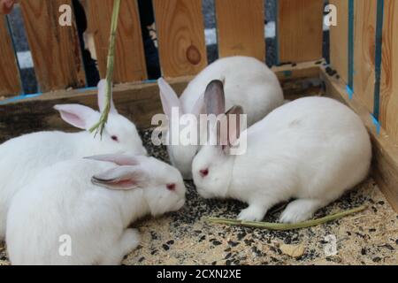 tre o quattro conigli bianchi o macchiati sono seduti dentro una gabbia di legno mangiare Foto Stock
