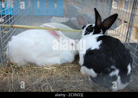 tre o quattro conigli bianchi o macchiati sono seduti dentro una gabbia di legno mangiare Foto Stock