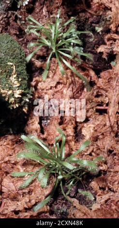 Pianta carnivora di Cape Sundew (Drosera capensis) Foto Stock